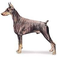 7.5cm x 5cm Acrylic Fridge Magnet-Doberman Pinscher