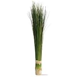 Large Bundled Onion Grass 219uBMtpn2L. SL160 Large Bundled Onion Grass