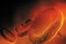 Red Gold : The Epic Story of Blood Magic to Medicine