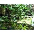 Pflanzenset f�r Regenwald Paludarium Terrarium