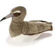 Willet