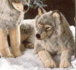 Kösener 3850 - Wolf, liegend Kösener 3850 - Wolf, liegend