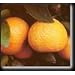Semi Dwarf Satsuma Mandarin Orange Tree, Five Gallon Container