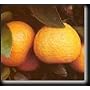 Satsuma Mandarin Orange Tree Semi Dwarf Five Gallon--well established about 3 feet tall.