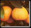 Semi Dwarf Satsuma Mandarin Orange Tree Five Gallon ContainerB0006M4MMO