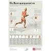 Bewegungsanalyse f�r L�ufer: Von der Bewegungsanalyse zur Technik- und Schuhberatung - ein Leitfaden