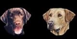 AIRBRUSHED LICENSE PLATES -LABRADOR RETRIEVER LICENSE PLATE - #1700