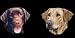 AIRBRUSHED LICENSE PLATES -LABRADOR RETRIEVER LICENSE PLATE - #1700