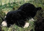 Eigenschaften Kösener 4420 / Kösener 4420 - Maulwurf Alwin, liegend