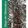 Magie des Eibenwaldes von Angelika Haschler-B�ckle