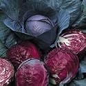 SUTTONS SEEDS: Cabbage Red Drumhead Seeds (300 seeds)