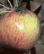 Gravenstein Apple Tree Five Gallon