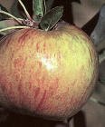 Gravenstein Apple Tree Five Gallon