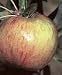 Gravenstein Apple Tree Five Gallon