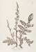 Seeds of Medicinal Plants and Herbs: Agrimony Agrimonia odorata