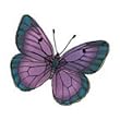 BUTTERFLY 8 Glitter Temporary Tattoo 2x2