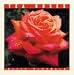 Book Tea Roses (Mcdonald, Elvin. Rose Garden Series.)