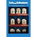 Curb Your Enthusiasm: Complete HBO Season 4 [DVD]