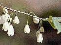 Carolina Silverbell, 30-39 inch Tree