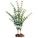 Myriophyllum Aquaticum - Green - Small - 7 in. to 8 in.