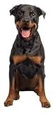 Rottweiler Dog Die-Cut Photographic Magnet