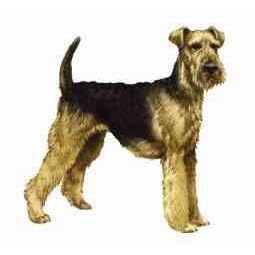 7.5cm x 5cm Acrylic Fridge Magnet-Airedale