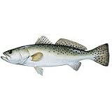 Trout Decal
