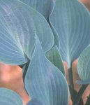 Review Crocus  / Hosta Blue Wedgwood