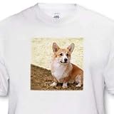 Pembroke Welsh Corgi - White Infant Lap-Shoulder Tee (12M)
