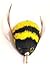 Go Cat Da Bee Teaser Wand from The Maker of Da Bird and Cat Catcher - Gold Glitter Wand