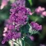 SUTTONS SEEDS: Honesty Mixed Seeds (100 seeds)