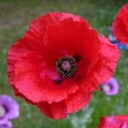 Papaver rhoeas (Red Poppy) - Bulk Wildflower Seeds