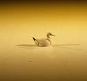 Bonsai Boy's Ceramic Duck Figurine - 1 25x 25x 75
