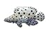 Clearly Charming Polka-Dot Grouper Silver and Enamel Pin