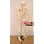 Half Size Human Skeleton Model