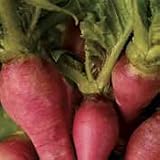 Organic Misato Rose Radish - 150 Seeds - B001I47R44