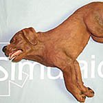 Simulaids CasPeR the CPR Dog Manikin - 5000
