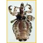 Pig Louse Haematopinus suis - Pig Parasitology Teaching Specimen