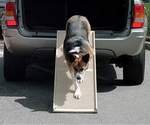Ramps - PetStep II - Strongest, yet Lightest on the Market