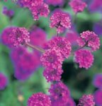 Review Crocus  / Verbena rigida