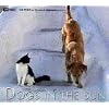 Dogs In The Sun