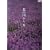 �k�̍����� Vol.9 [DVD]