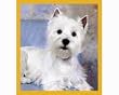 Westie West Highland Terrier Fridge Magnet