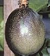 Fruiting Passion Vine Five Gallon