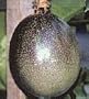 Fruiting Passion Vine Five Gallon