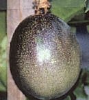 Fruiting Passion Vine Five Gallon