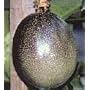 Fruiting Passion Vine Five Gallon