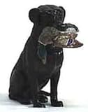 HUNTER DAN HANK LABRADOR RETRIEVER HANK WITH MALLARD