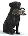 HUNTER DAN HANK LABRADOR RETRIEVER HANK WITH MALLARD