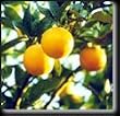 Seedless Valencia Orange Tree Semi Dwarf Five Gallon